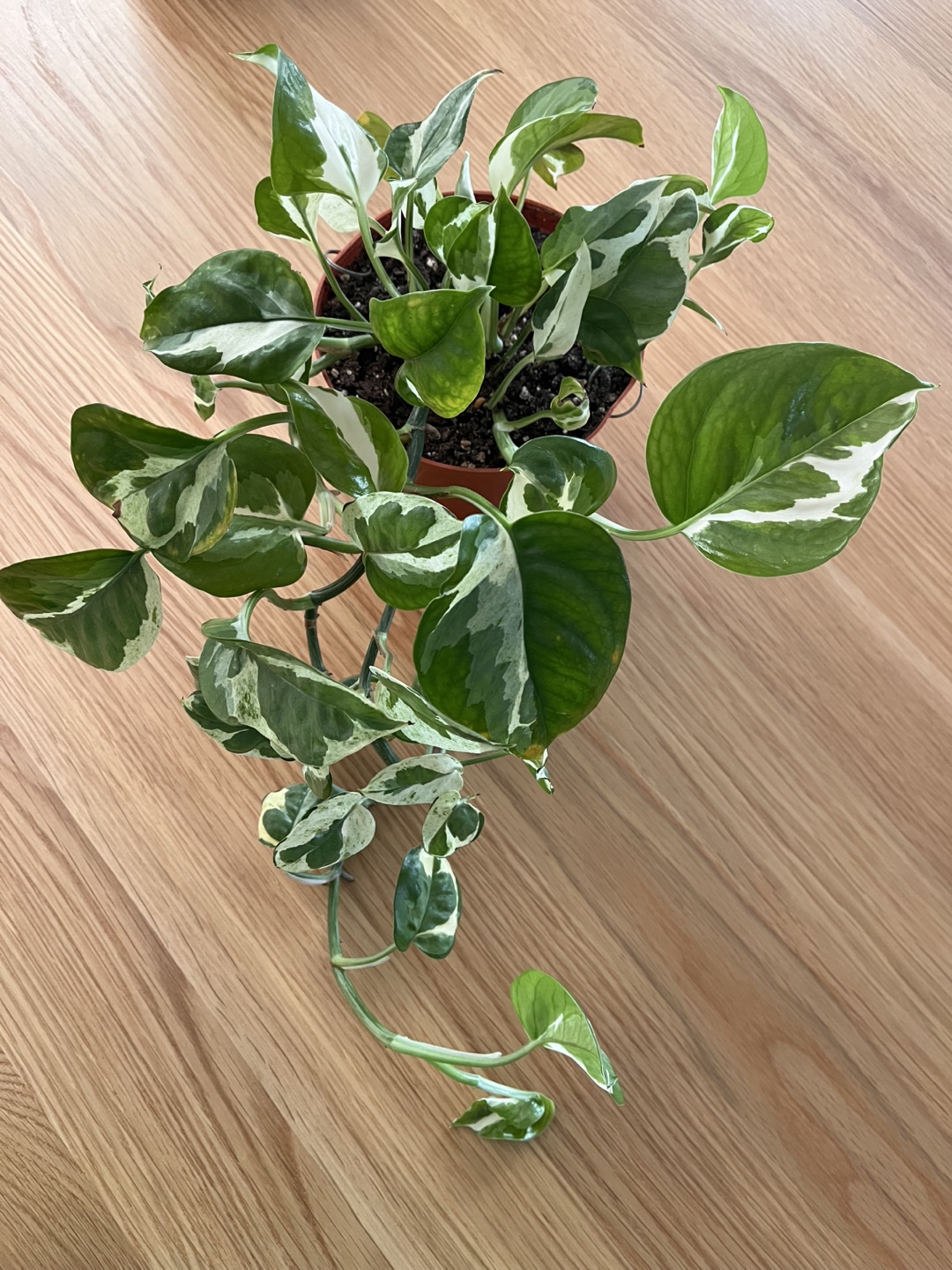 Variegated Pothos Plant