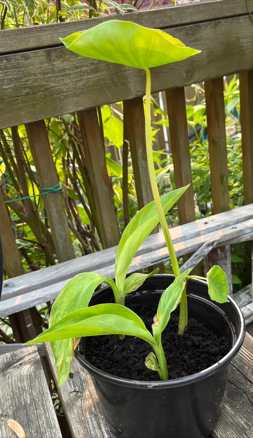 House Plant in a Pot image indicator(3)