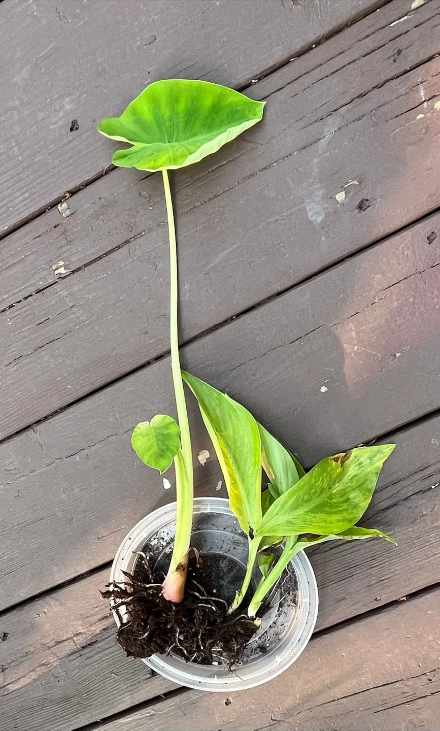 House Plant in a Pot image indicator(2)