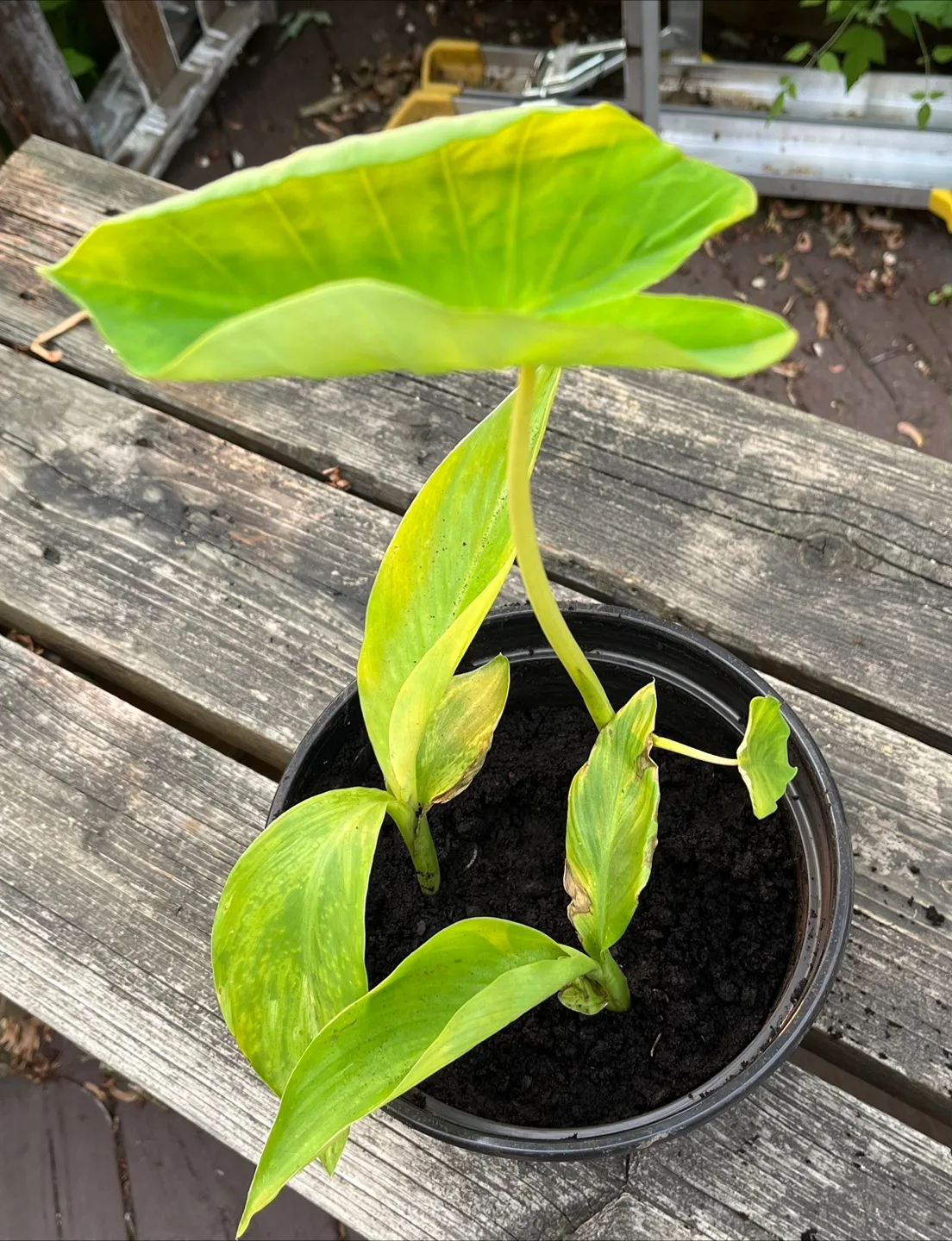 House Plant in a Pot image indicator(4)