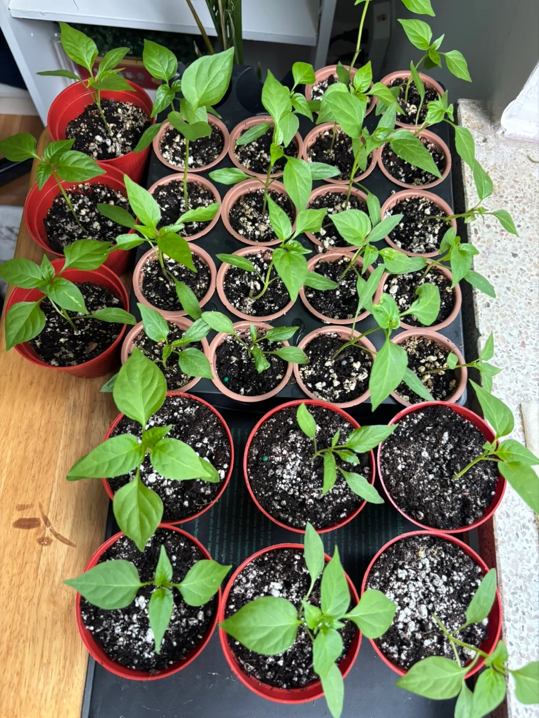 Hot pepper plants 3 for $1 thumbnail