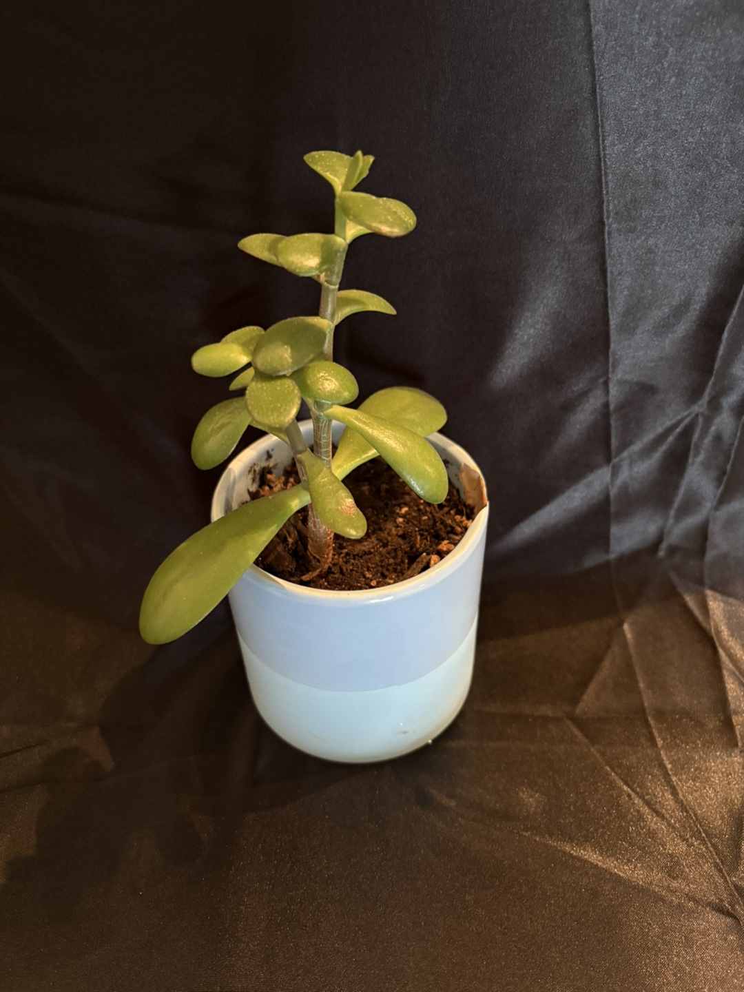 Jade Plant in Pot