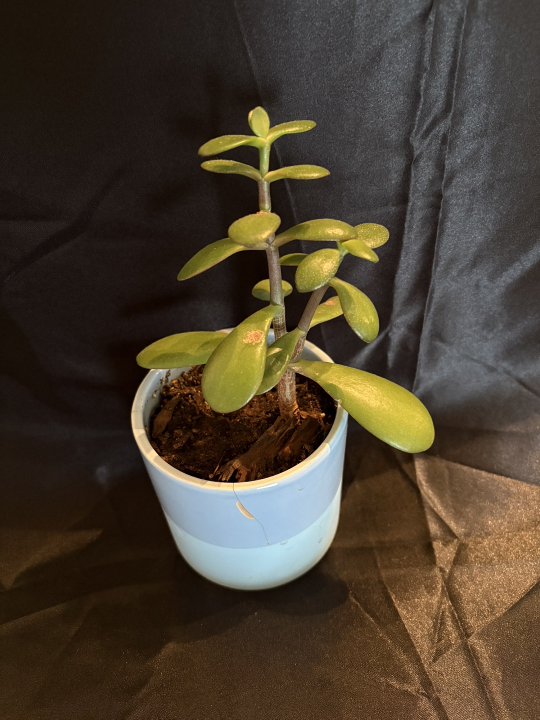 Jade Plant in Pot - photo 2