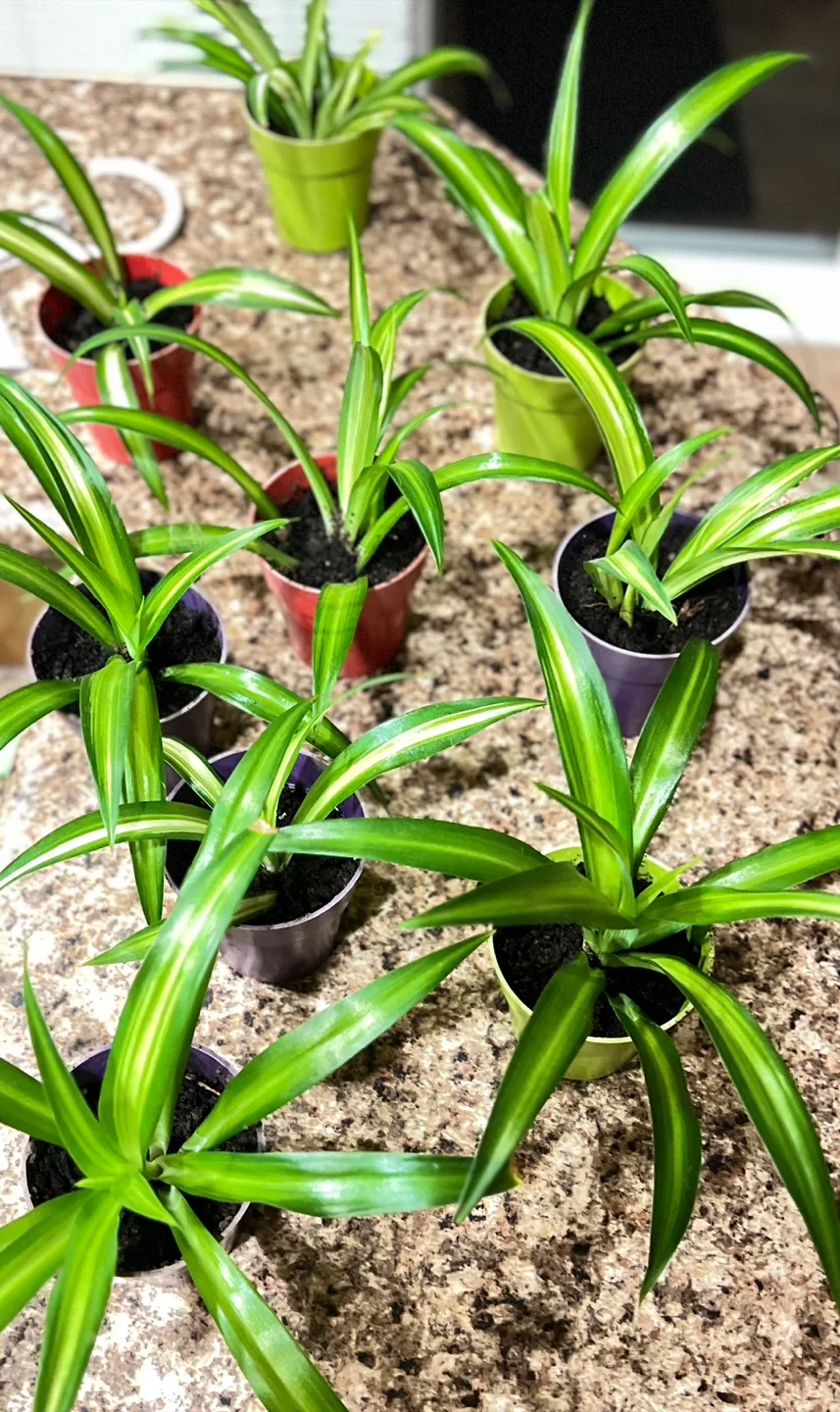Spider Plants in the picture $5 each or 3 for $10 thumbnail