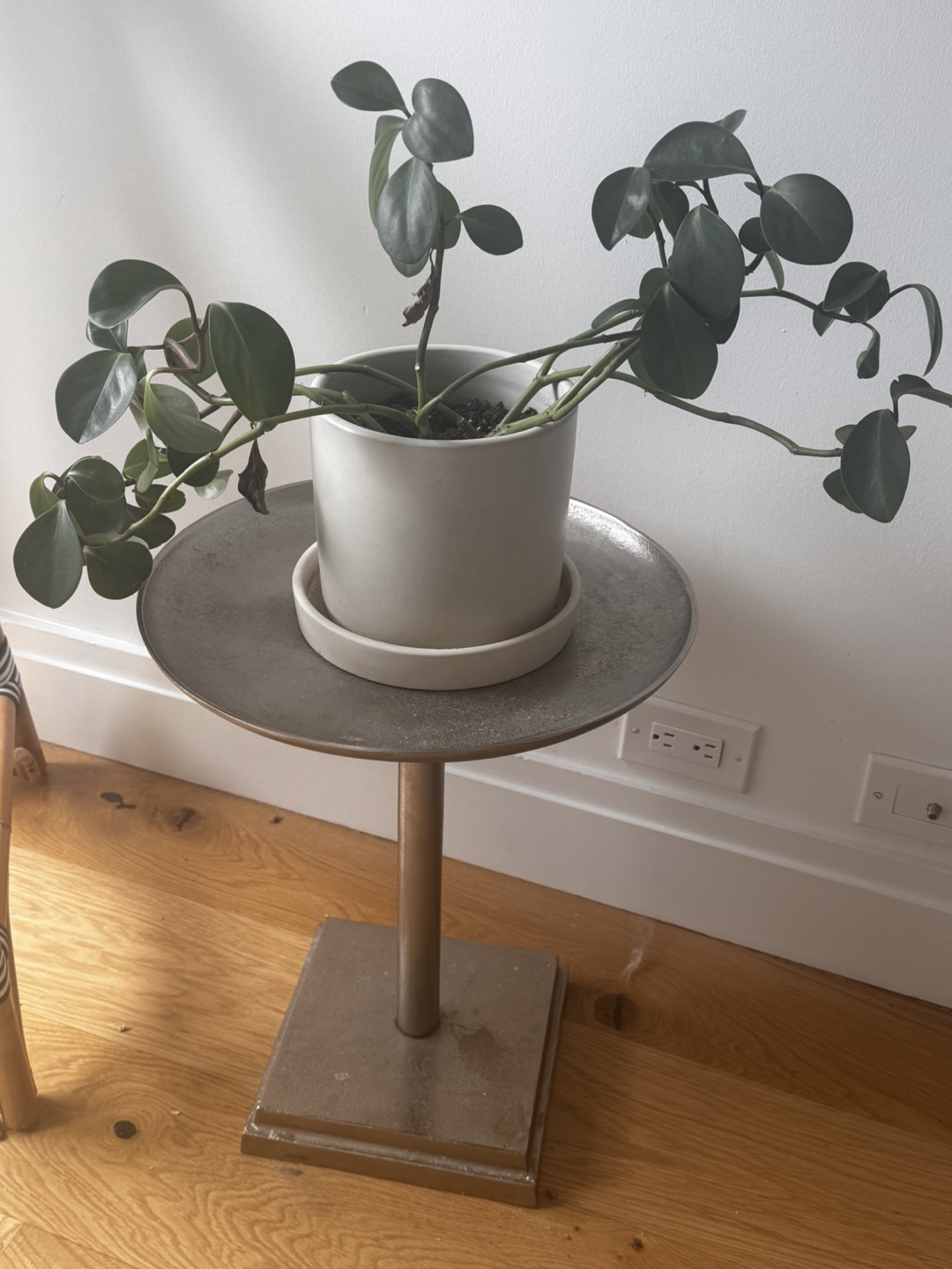 Plant and Stand