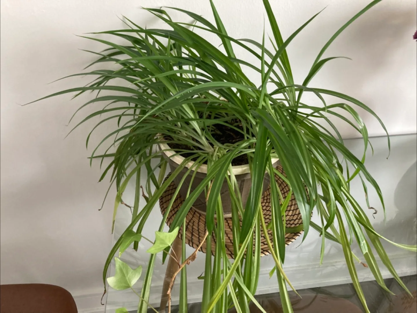 Indoor Spider Plant thumbnail