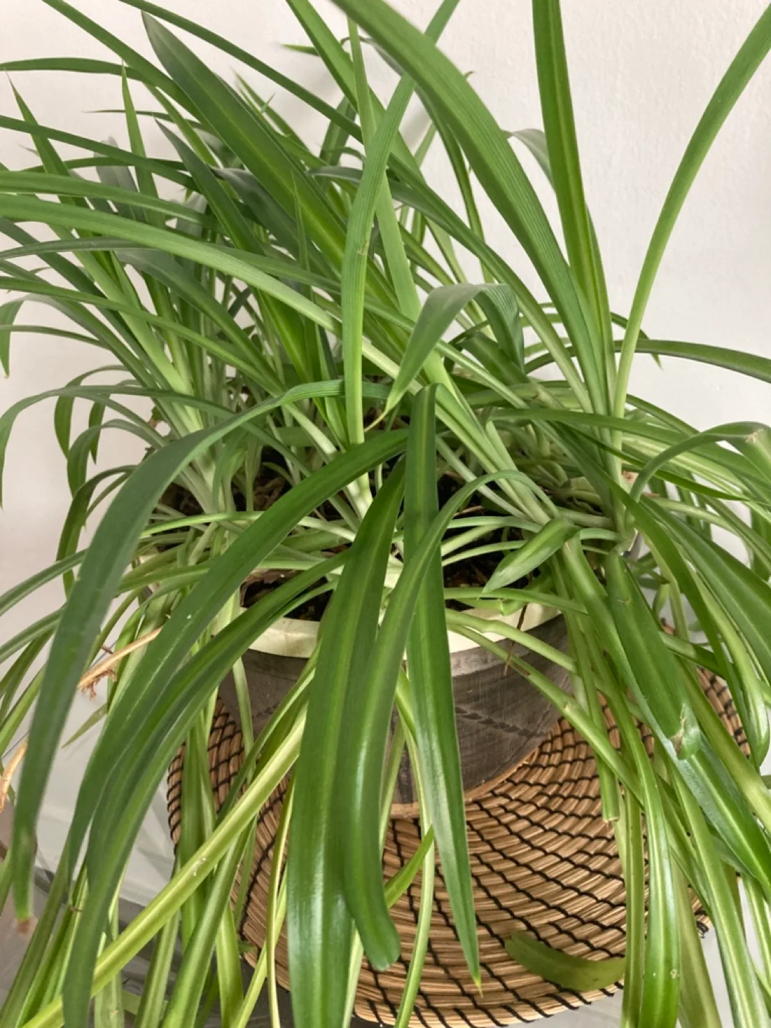 Indoor Spider Plant image indicator(2)