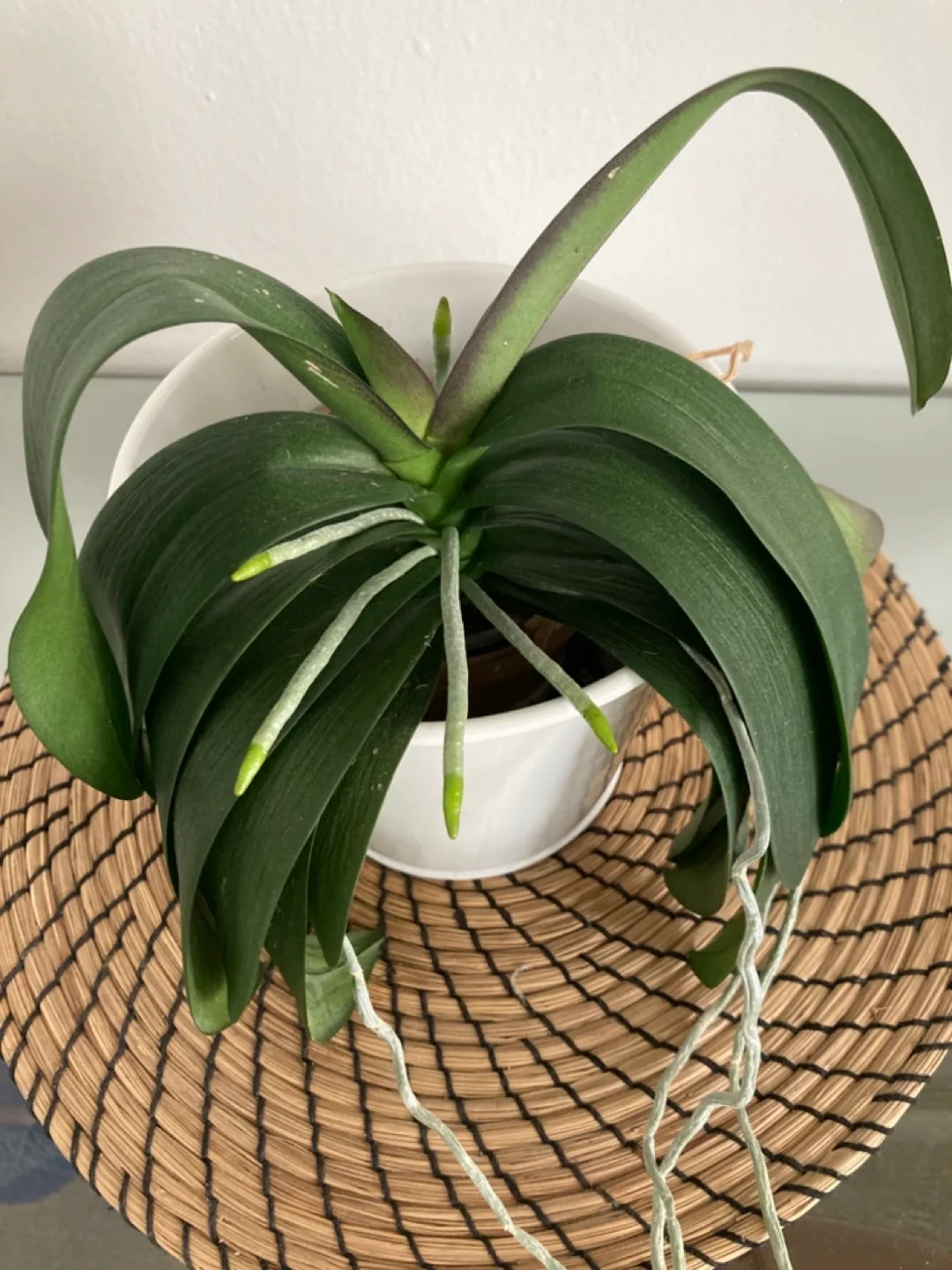 Orchid & Decorative Plant Pot image indicator(3)