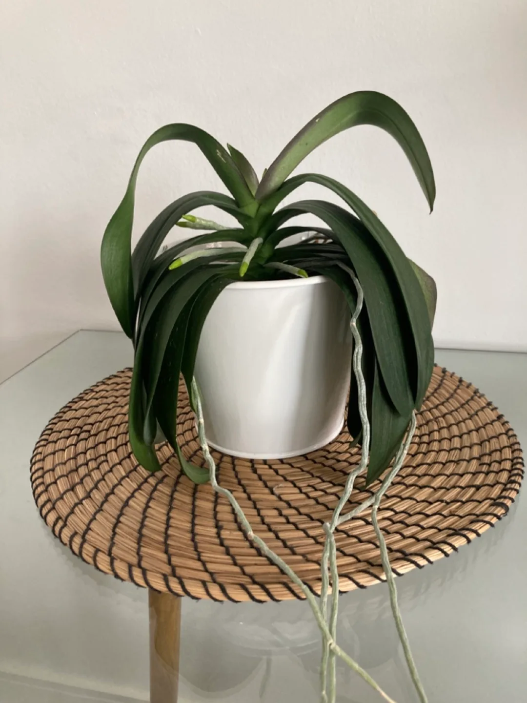 Orchid & Decorative Plant Pot image indicator(2)