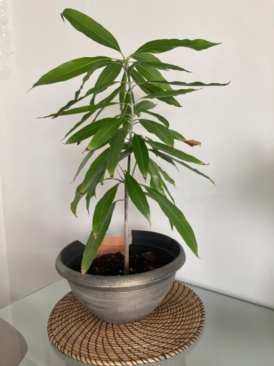 Indian Mango from Seed Small Plant for Sale thumbnail