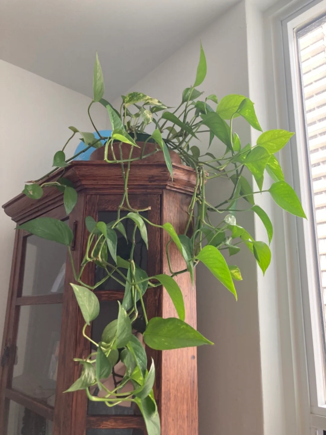 Pothos Plant thumbnail
