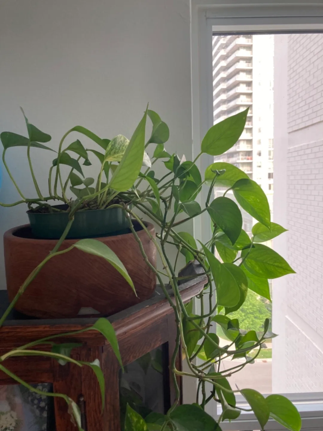 Pothos Plant image indicator(2)