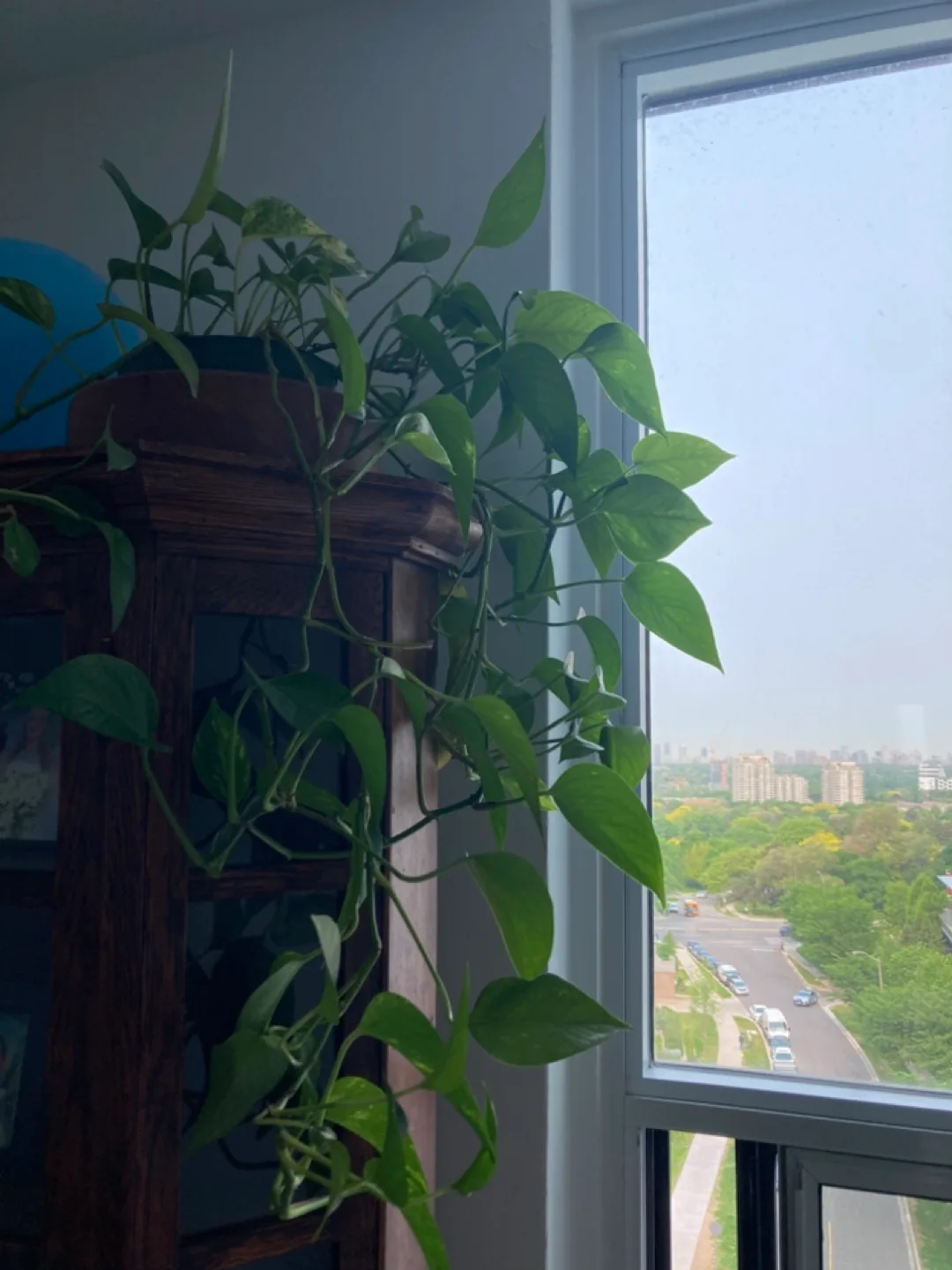 Pothos Plant image indicator(3)