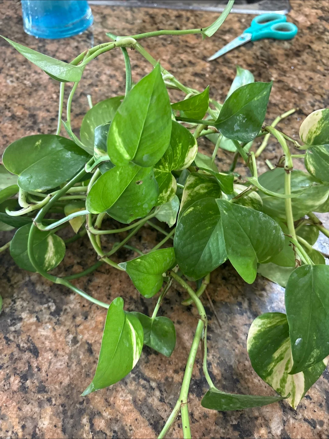 #June freebie Pothos Plant Cuttings thumbnail