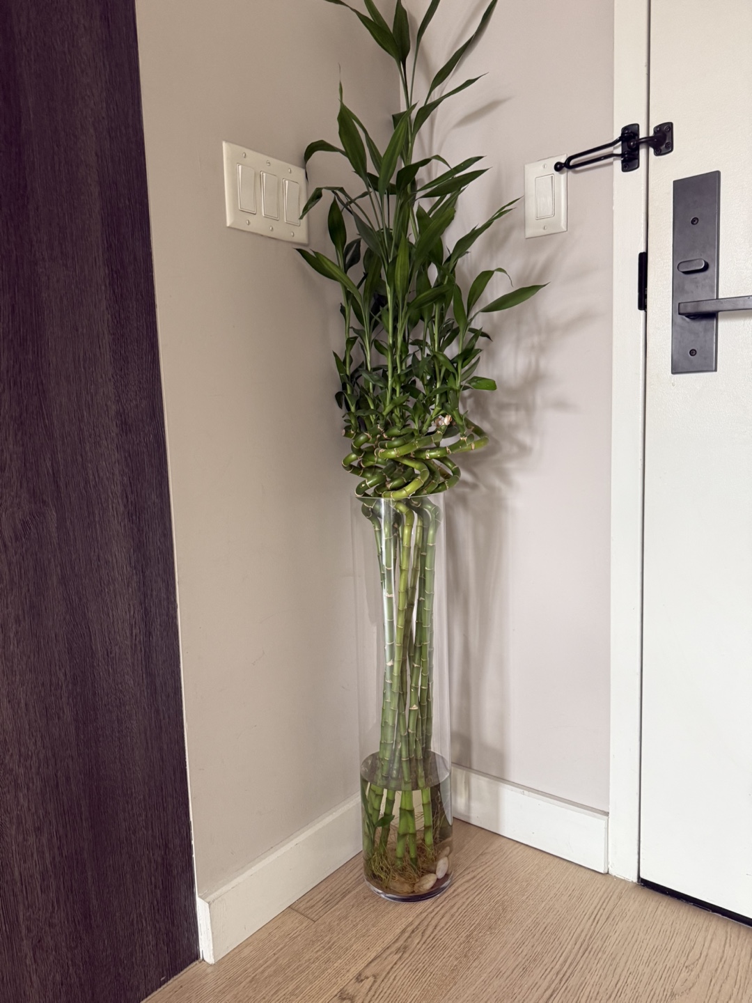 Lucky Bamboo in Glass Vase
