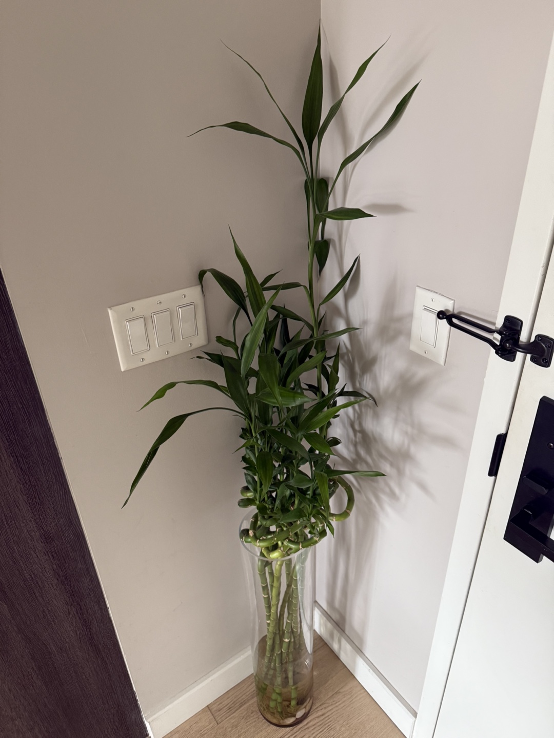 Lucky Bamboo in Glass Vase - photo 2