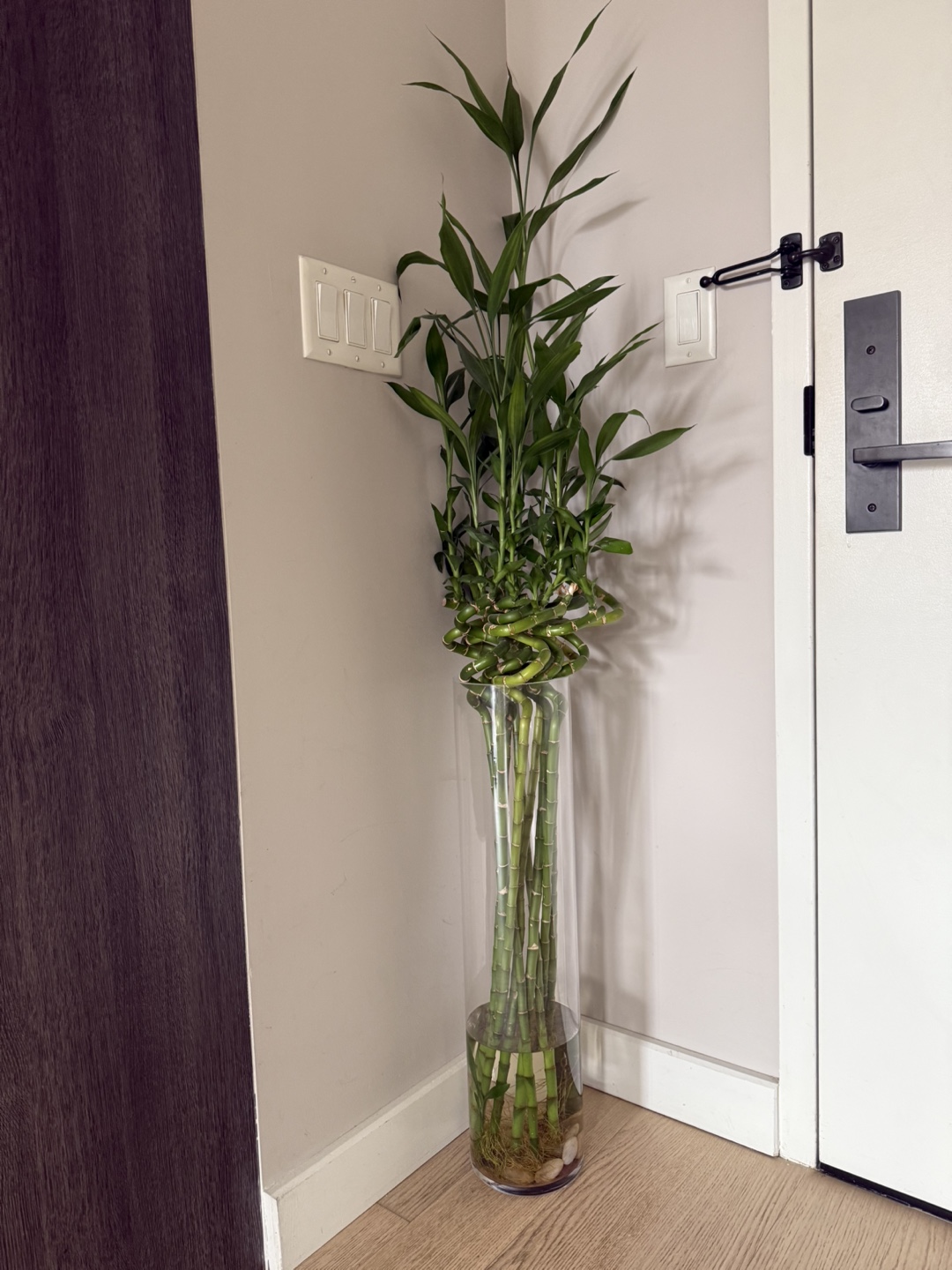 Lucky Bamboo in Glass Vase - photo 3