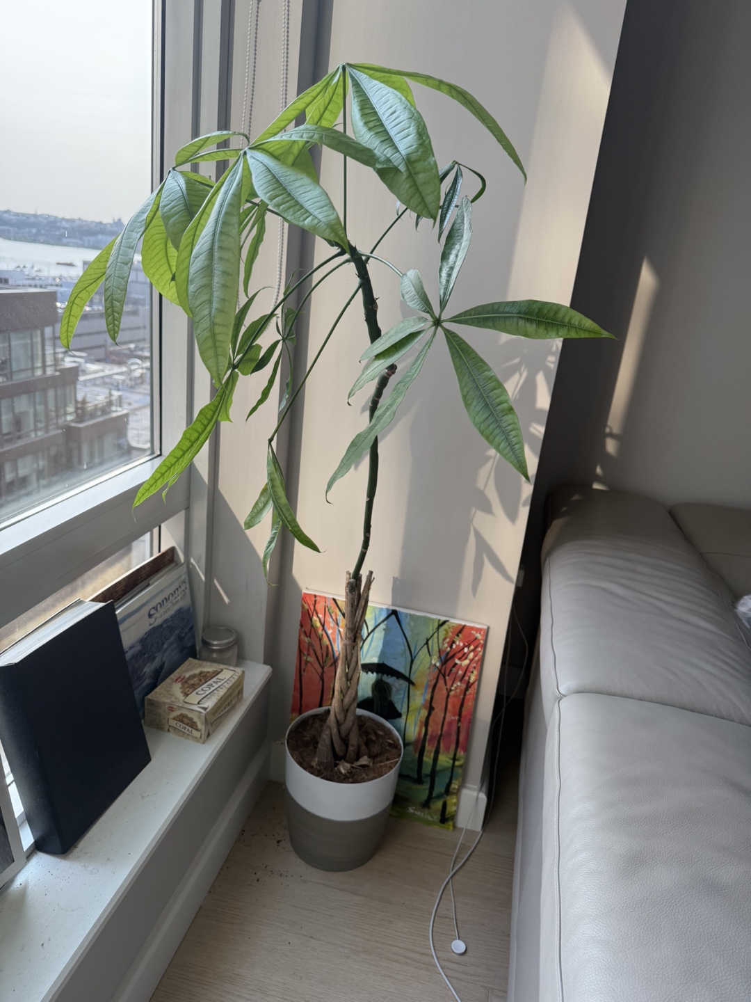 Green House Plant