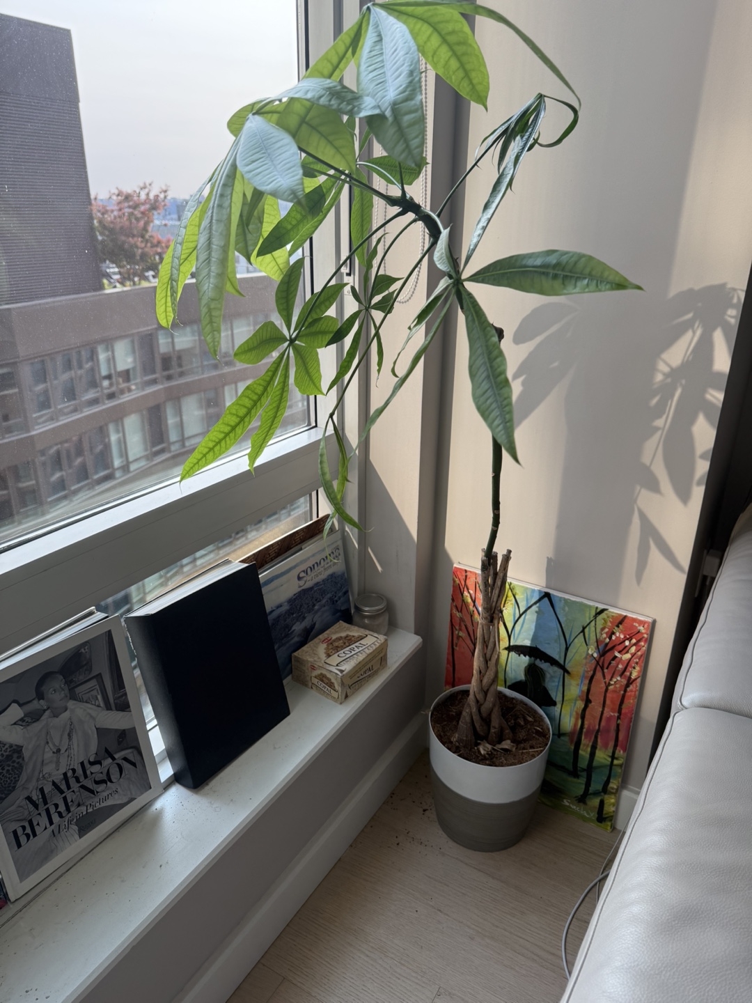 Green House Plant - photo 3