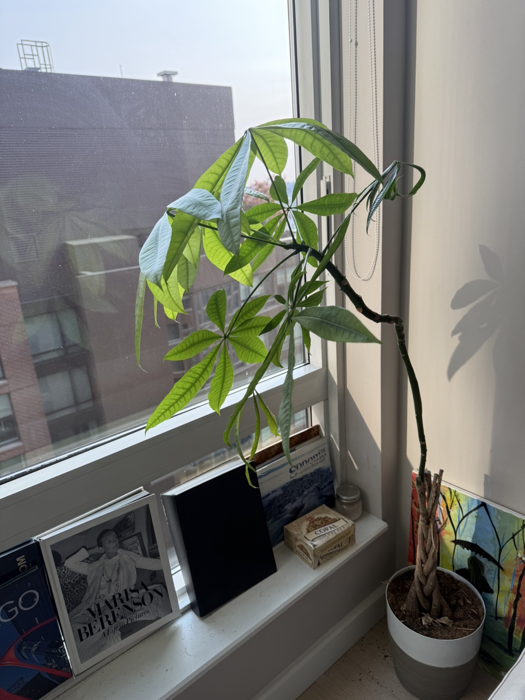 Green House Plant - photo 2