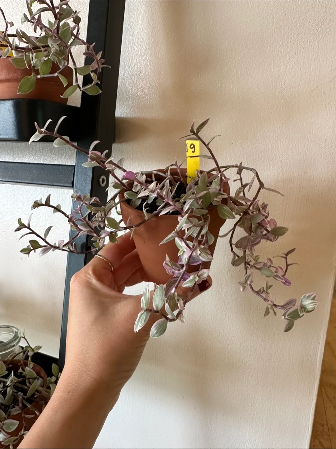 Callisia Reopens Pink Lady Pink Panther Plant image indicator(4)