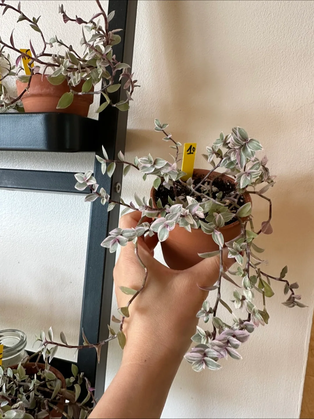 Callisia Reopens Pink Lady Pink Panther Plant image indicator(2)