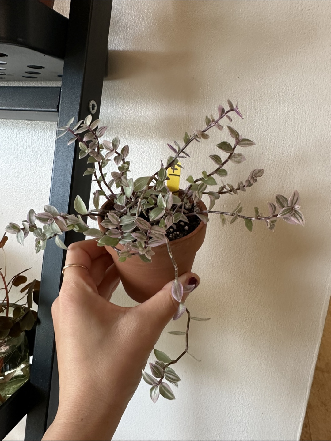 Callisia Reopens Pink Lady Pink Panther Plant