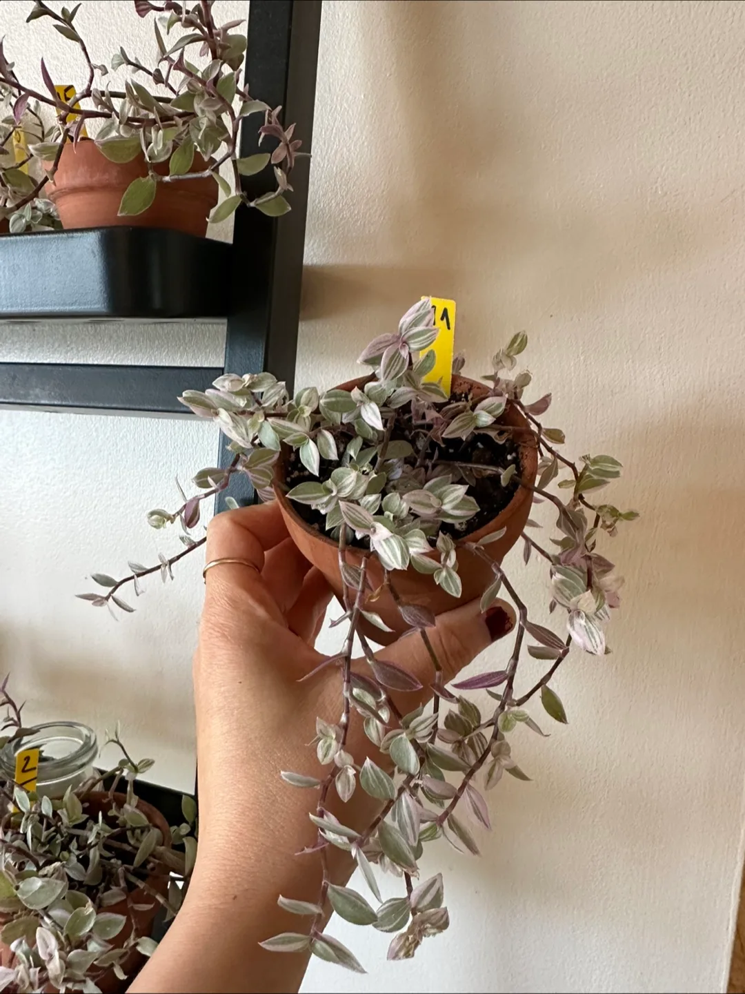 Callisia Reopens Pink Lady Pink Panther Plant image indicator(3)