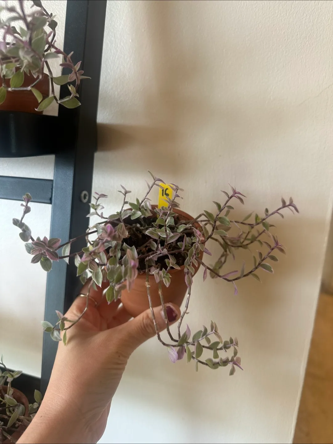 Callisia Reopens Pink Lady Pink Panther Plant image indicator(6)