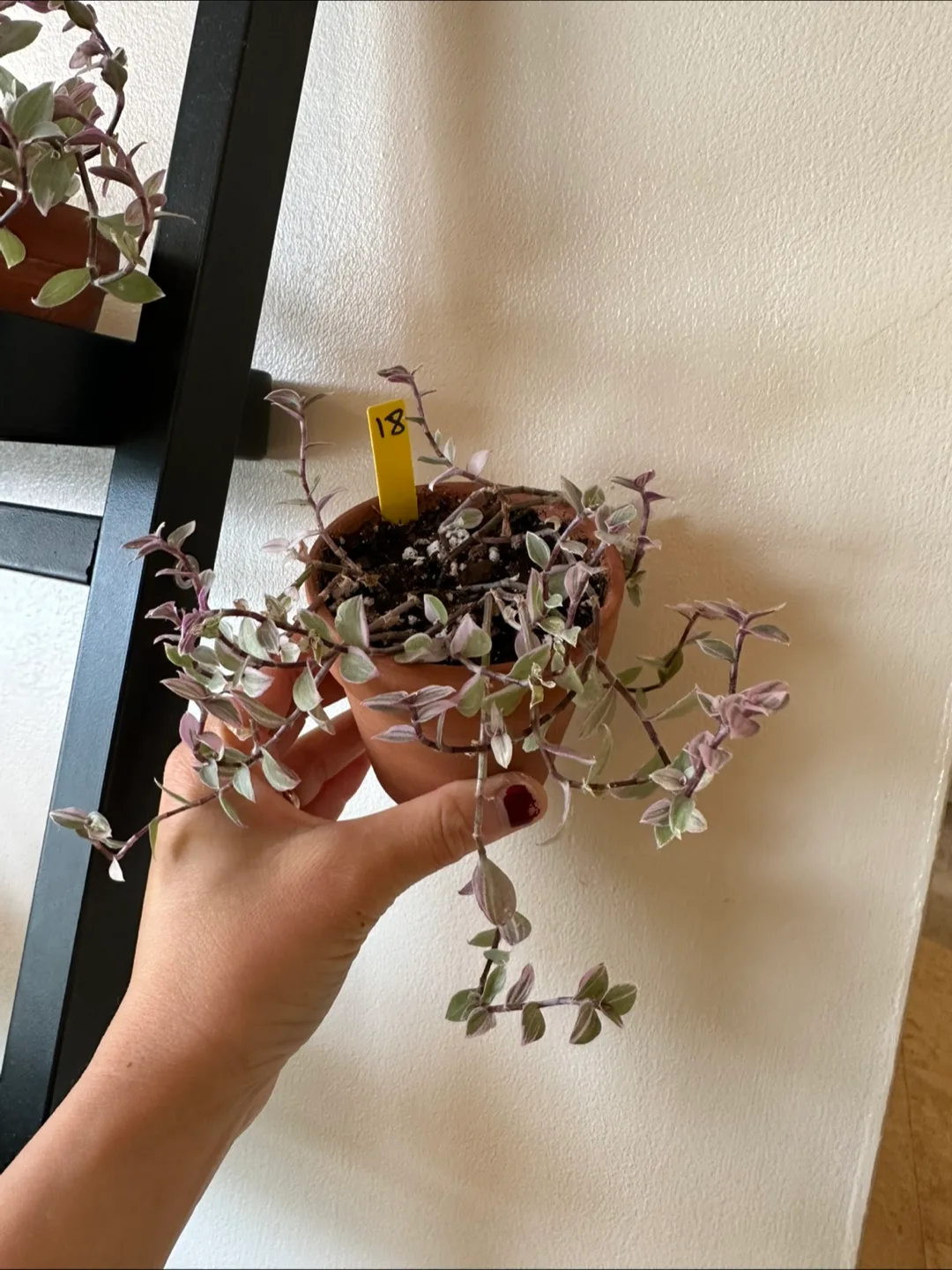 Callisia Reopens Pink Lady Pink Panther Plant image indicator(5)