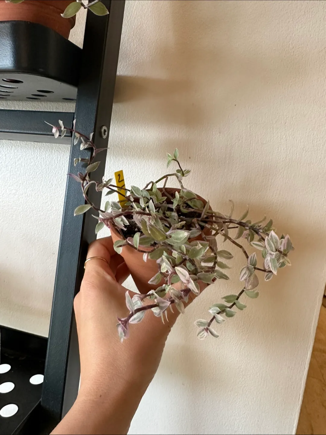 Callisia Reopens Pink Lady Pink Panther Plant image indicator(7)