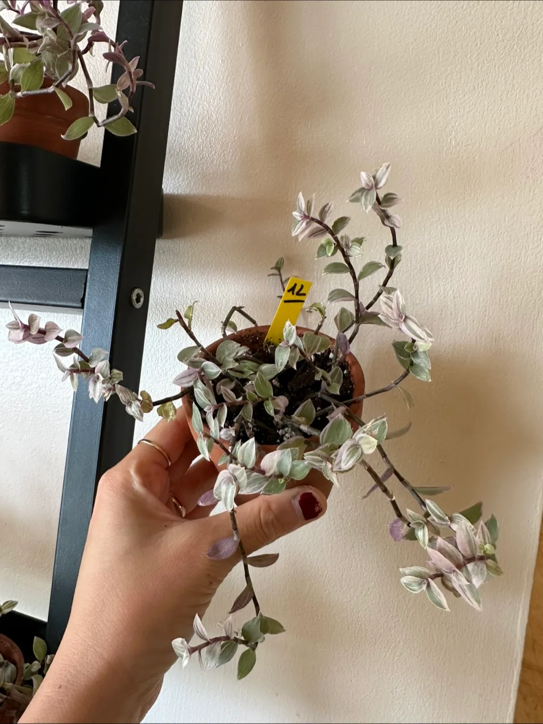 Callisia Reopens Pink Lady Pink Panther Plant image indicator(10)