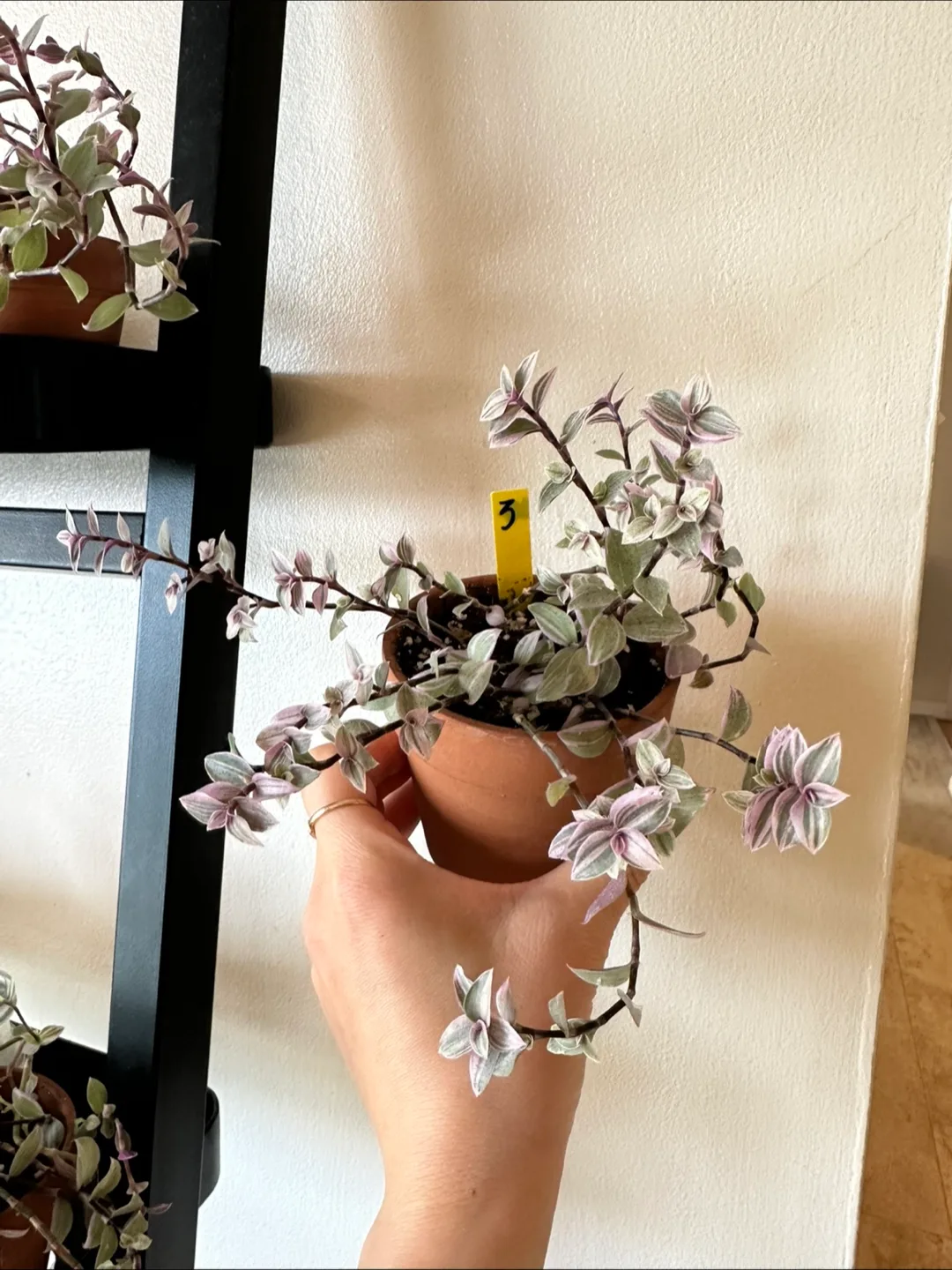 Callisia Reopens Pink Lady Pink Panther Plant image indicator(9)