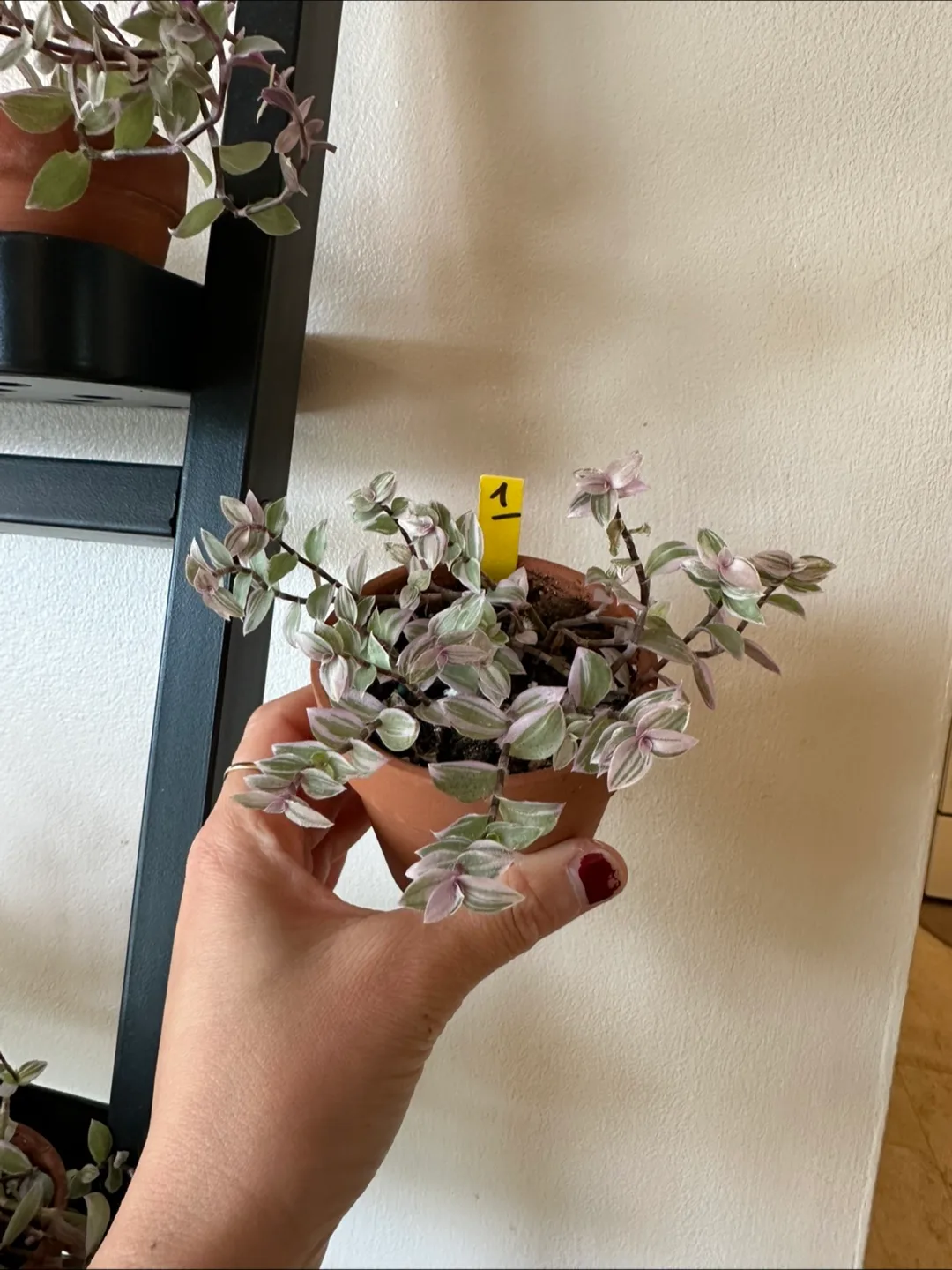 Callisia Reopens Pink Lady Pink Panther Plant image indicator(8)