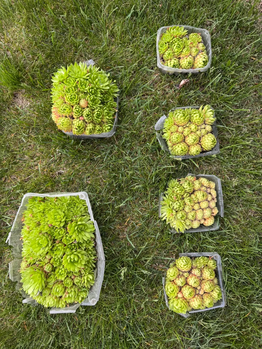 Hens and chicks Succulents thumbnail