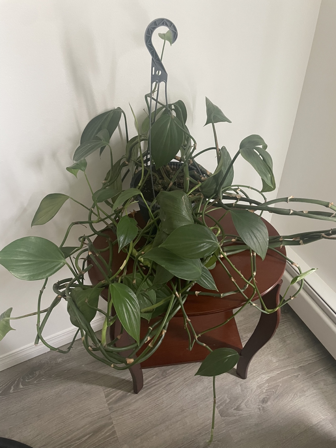 Potted House Plant