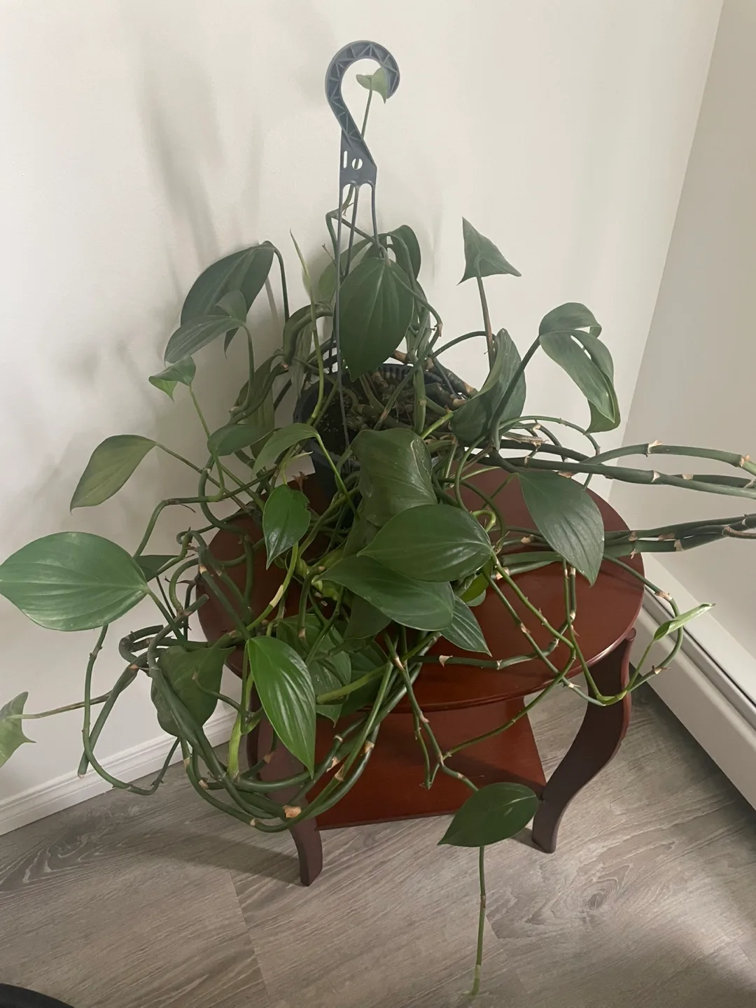 Potted House Plant thumbnail