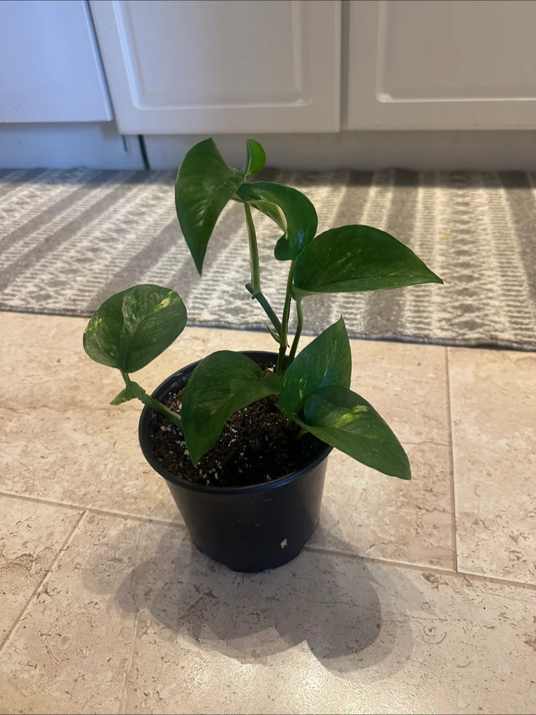 Pothos plant image indicator(2)