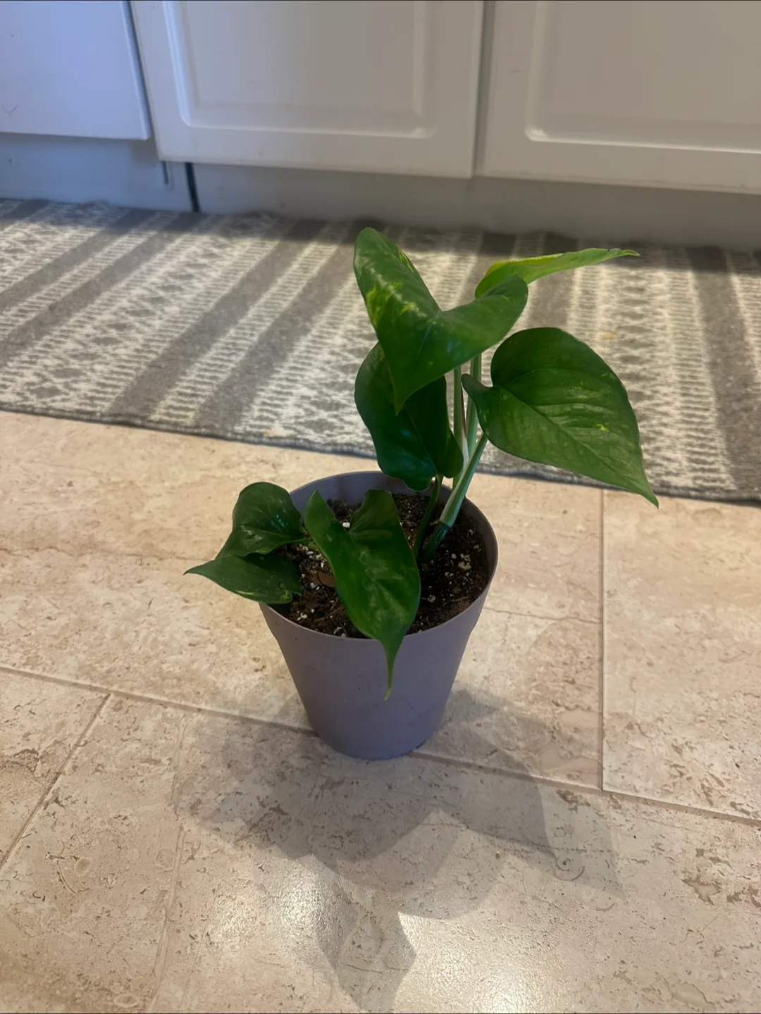 Pothos plant image indicator(3)
