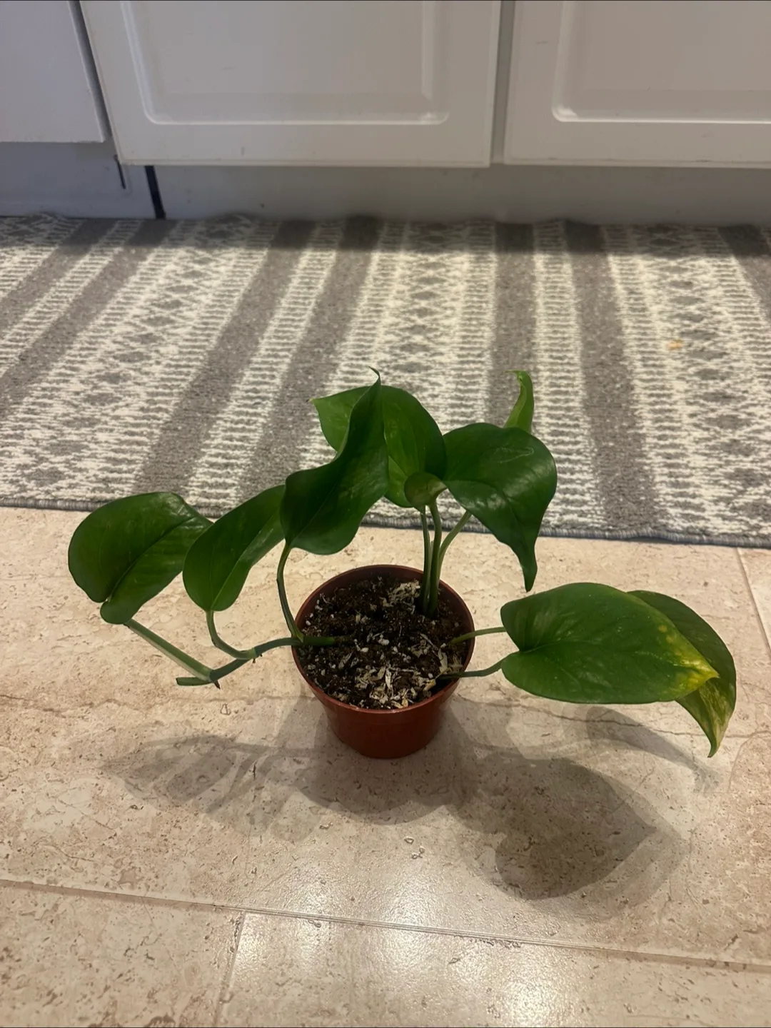 Pothos plant image indicator(4)