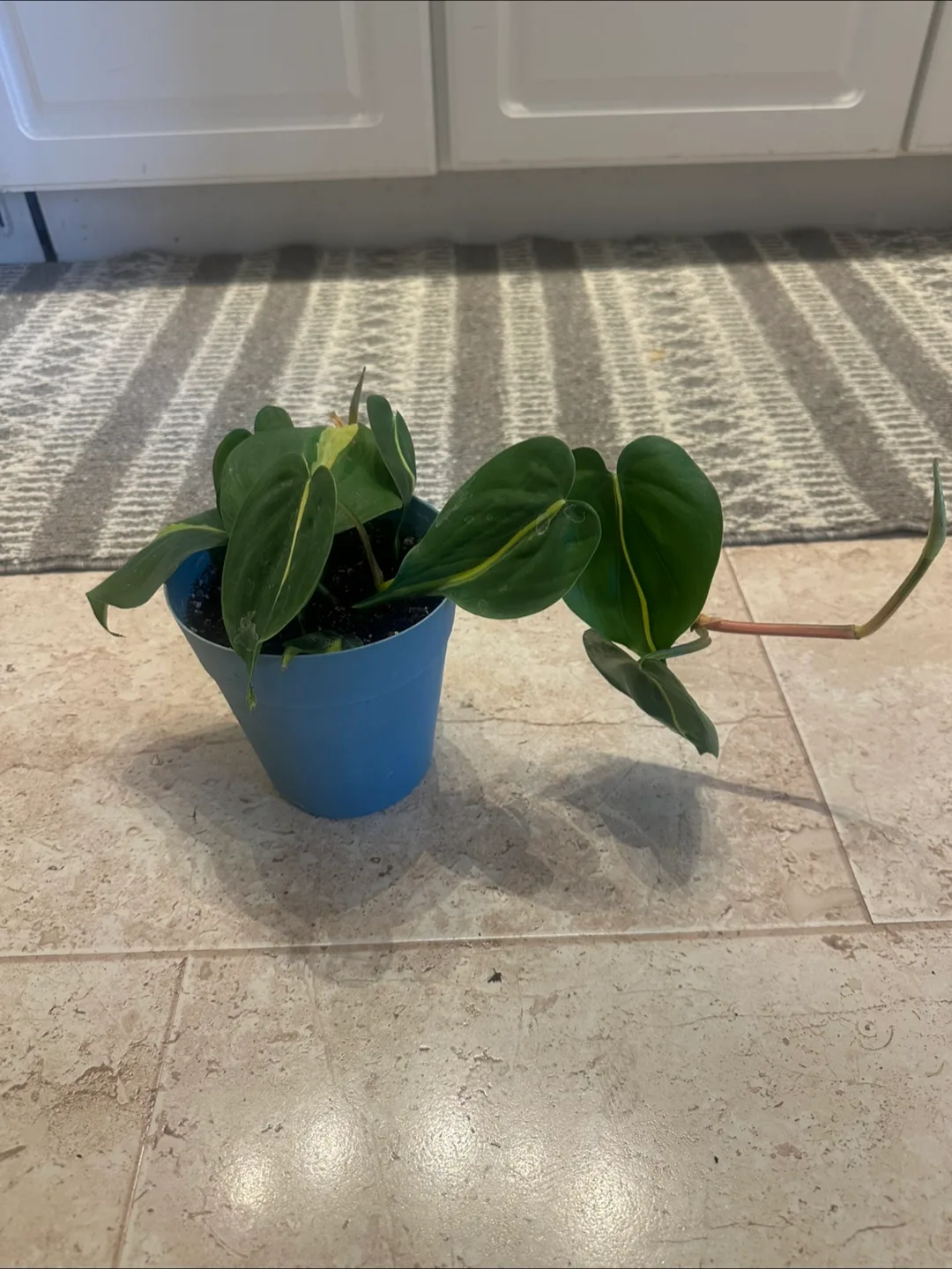 Pothos plant image indicator(6)