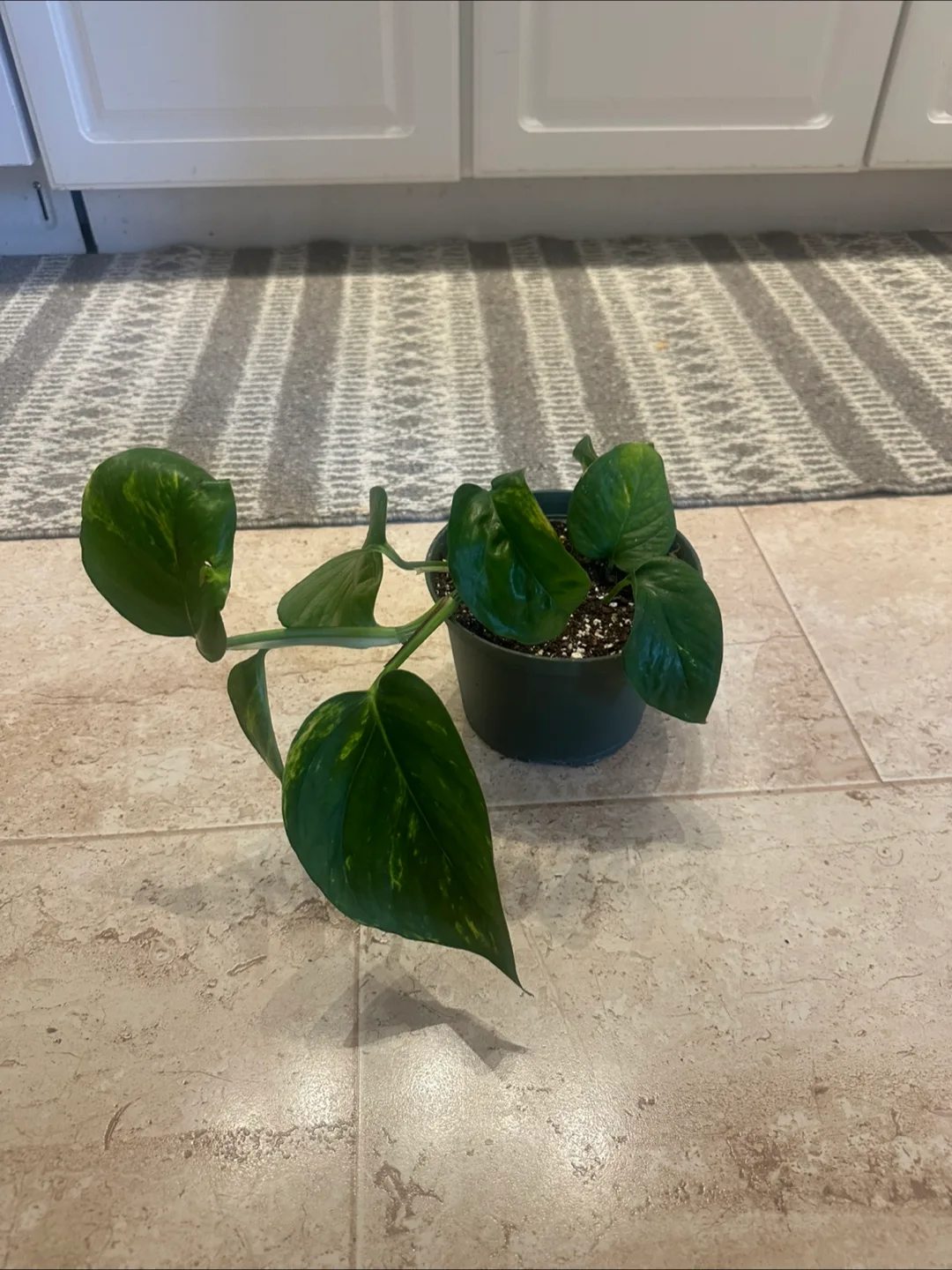 Pothos plant image indicator(5)