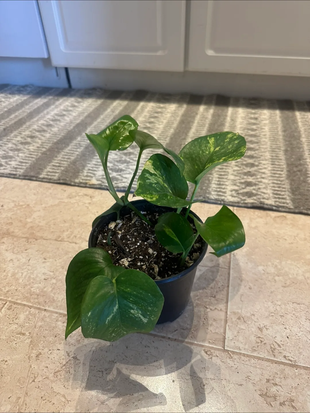 Pothos plant thumbnail