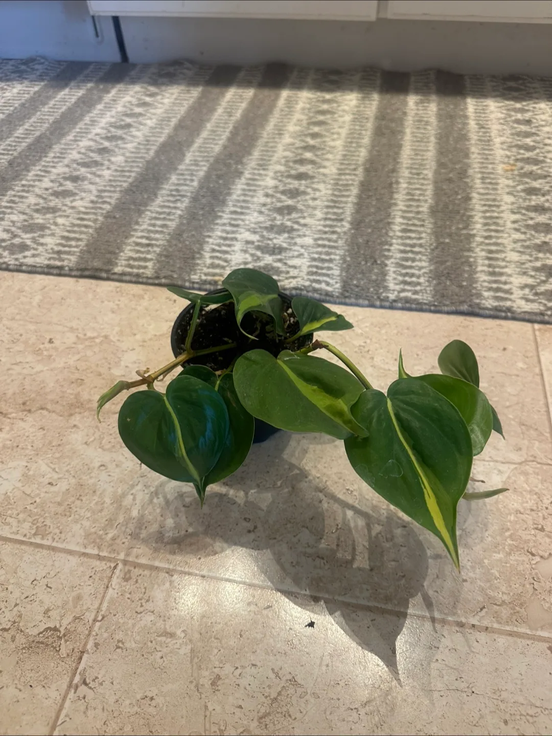 Pothos plant image indicator(7)