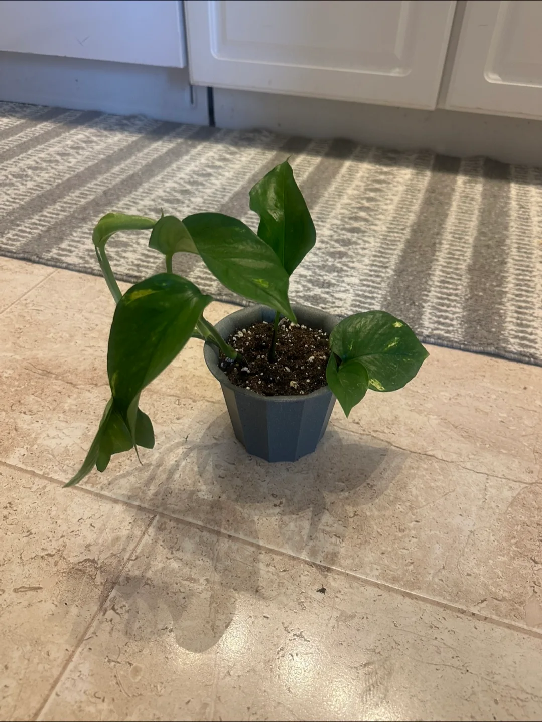 Pothos plant image indicator(8)