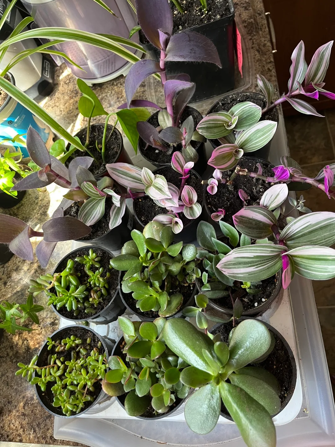 House plants thumbnail