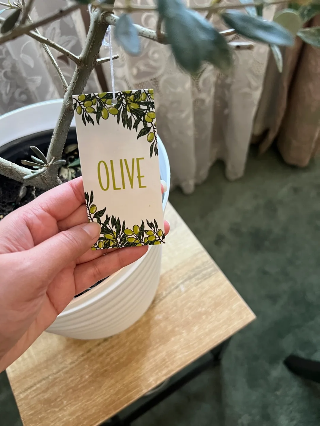 Olive Tree Plant image indicator(2)