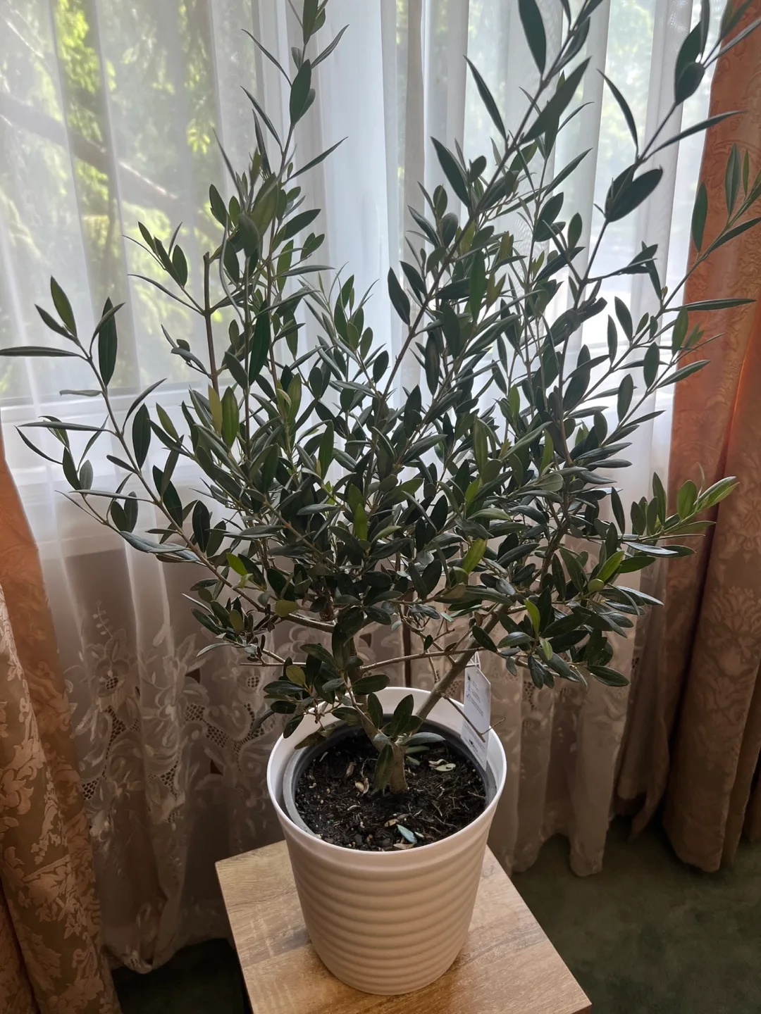 Olive Tree Plant thumbnail