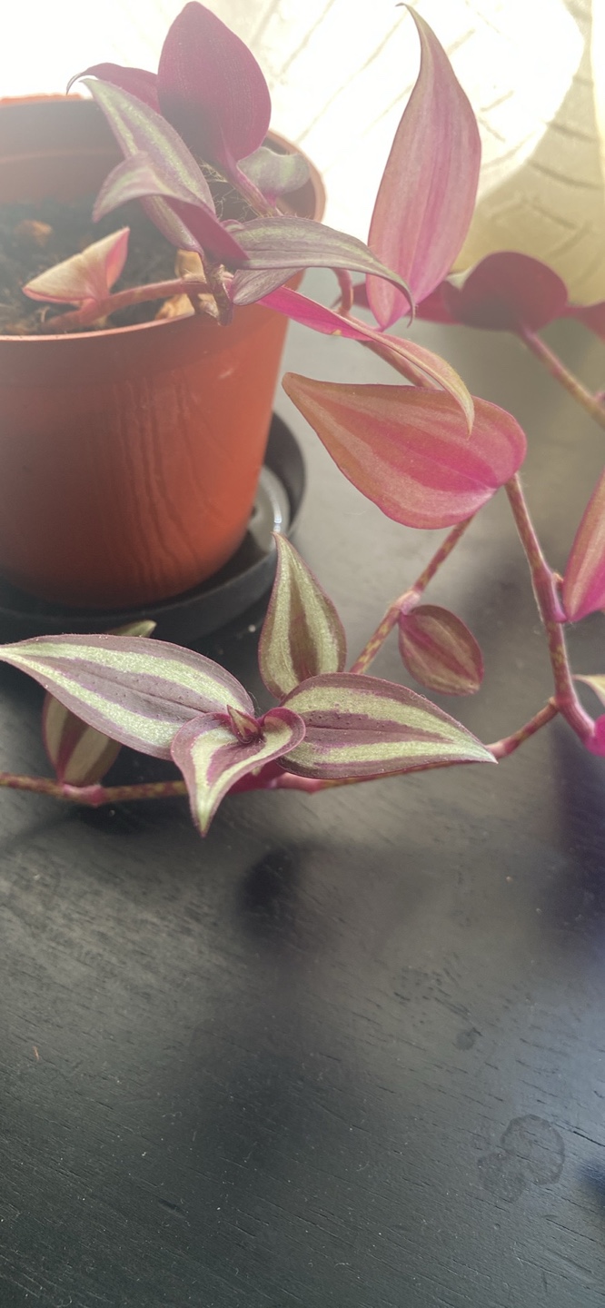 Wandering Jew Plant