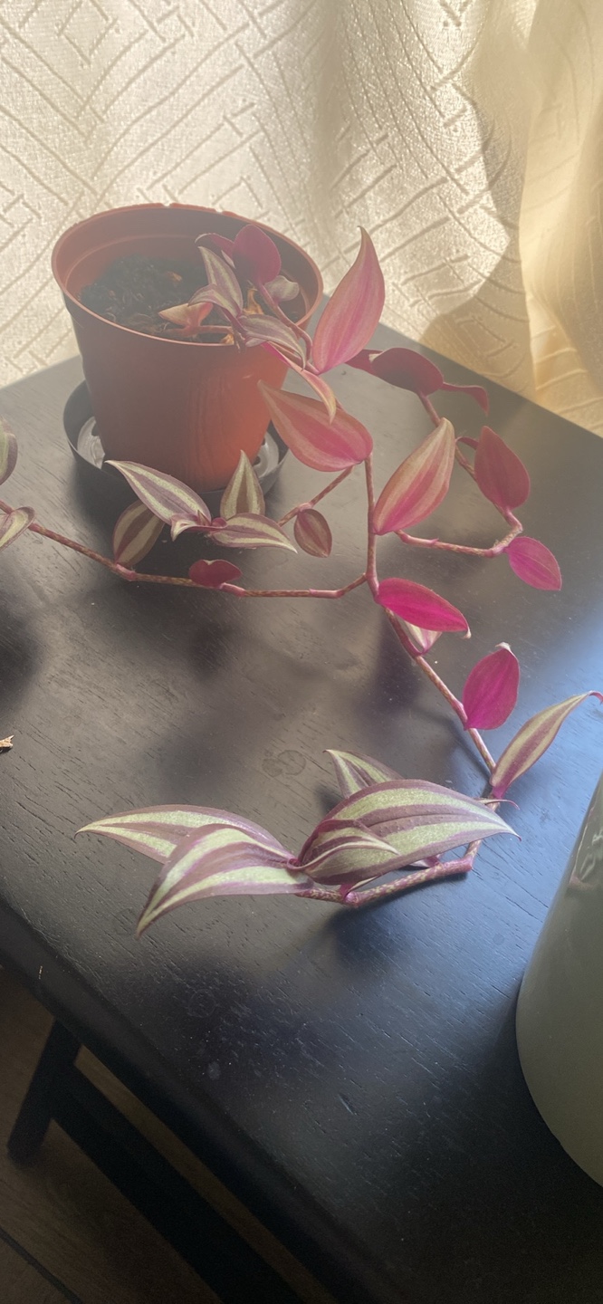 Wandering Jew Plant - photo 2